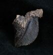 Large Unworn Triceratops Tooth (Quality) #1703-1